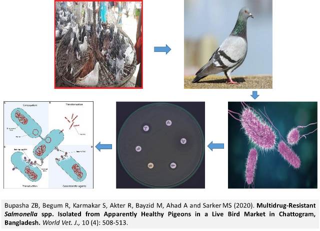 1285---Salmonella_spp._from_Healthy_Pigeons_in_Live_Bird