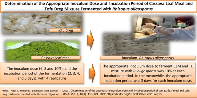 1188_-0-_Cassava_Leaf__Tofu_Dreg_--Rhizopus_Oligosporus