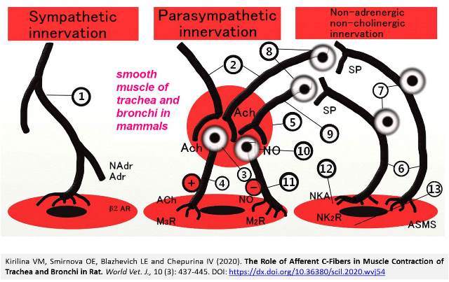 1258-C-Fibers_in_Muscle_Contraction_of_Trachea_and_Bronchi_in_Rat