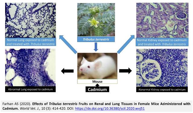 1271-Tribulus_terrestris_Fruits_on_Mice_fed_Cadmium