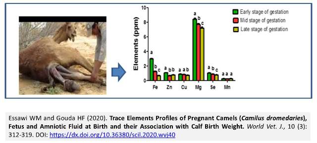 1272_Pregnant_Camels--low