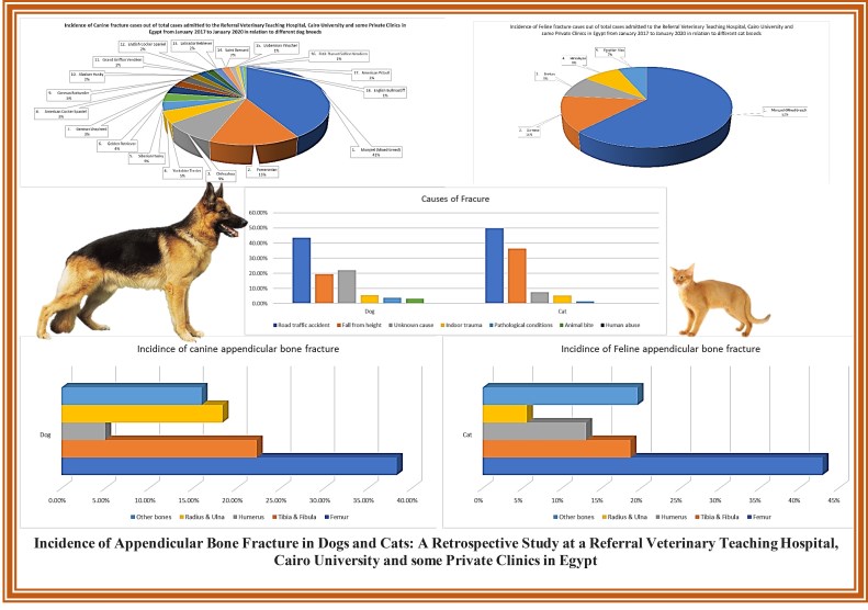 1304-Appendicular_Bone_Fracture_in_Dogs_and_Cats--