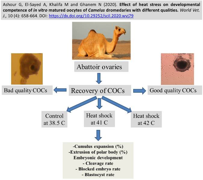 1307-in_vitro_matured_oocytes_of_Camelus_dromedaries---