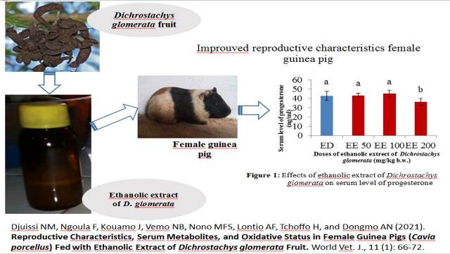 1286-Guinea_Pigs_Fed_with_Extract_of_Dichrostachys_glomerata