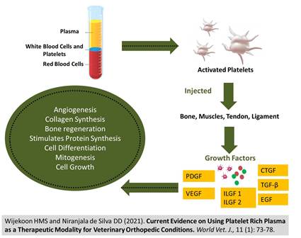 1323-Platelet_Rich_Plasma_as_Therapeutic_Modality