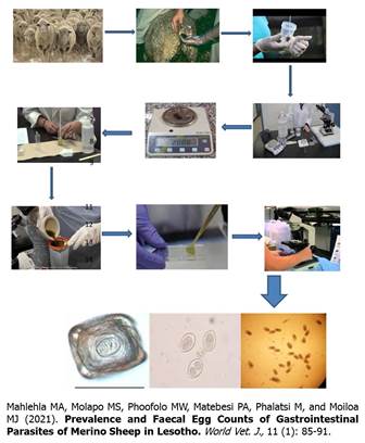 1333-Gastrointestinal_Parasites_of_Merino_Sheep