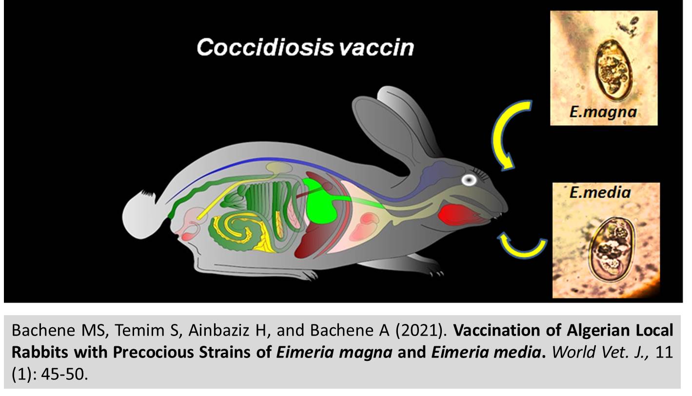 1335-Vaccination_of_Rabbits_with_Precocious_Strains_of_Eimeria_magna__Eimeria_media