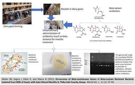 1336-Beta-Lactamases_Genes
