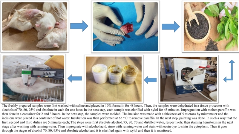 1345_Basil_Seed_Hydroethanolic_Extract_on_Skin