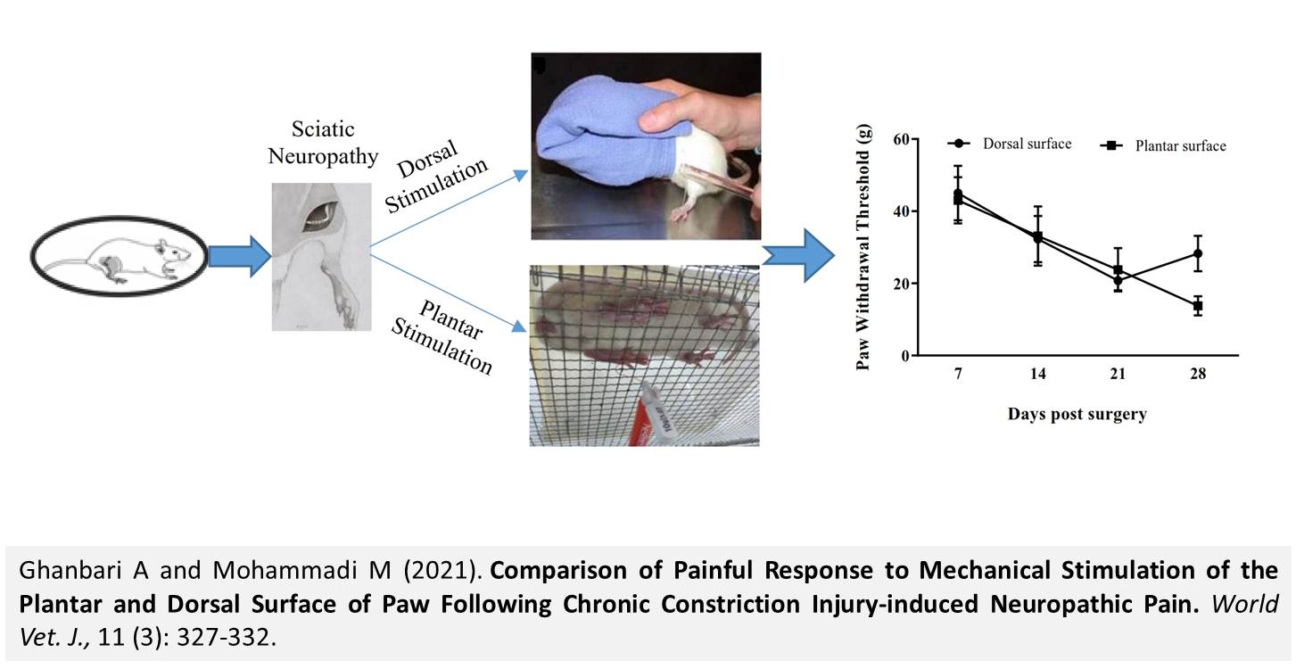 1347-Painful_Response_to_Mechanical_Stimulation_of_the_Plantar_and_Dorsal_Surface_of_Paw