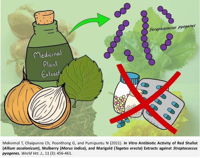 1349-_Streptococcus_pyogenes