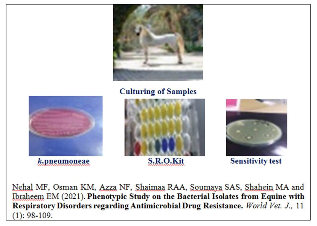14-Phenotypic_Study_on_Bacterial_Isolates_from_Equine_with_Respiratory_Disorders