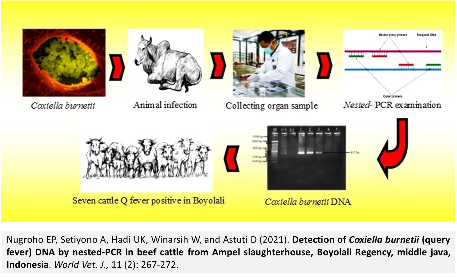 1600-7-Detection_of_Coxiella_burnetii_query_fever_DNA_by_nested-PCR_in_beef_cattle