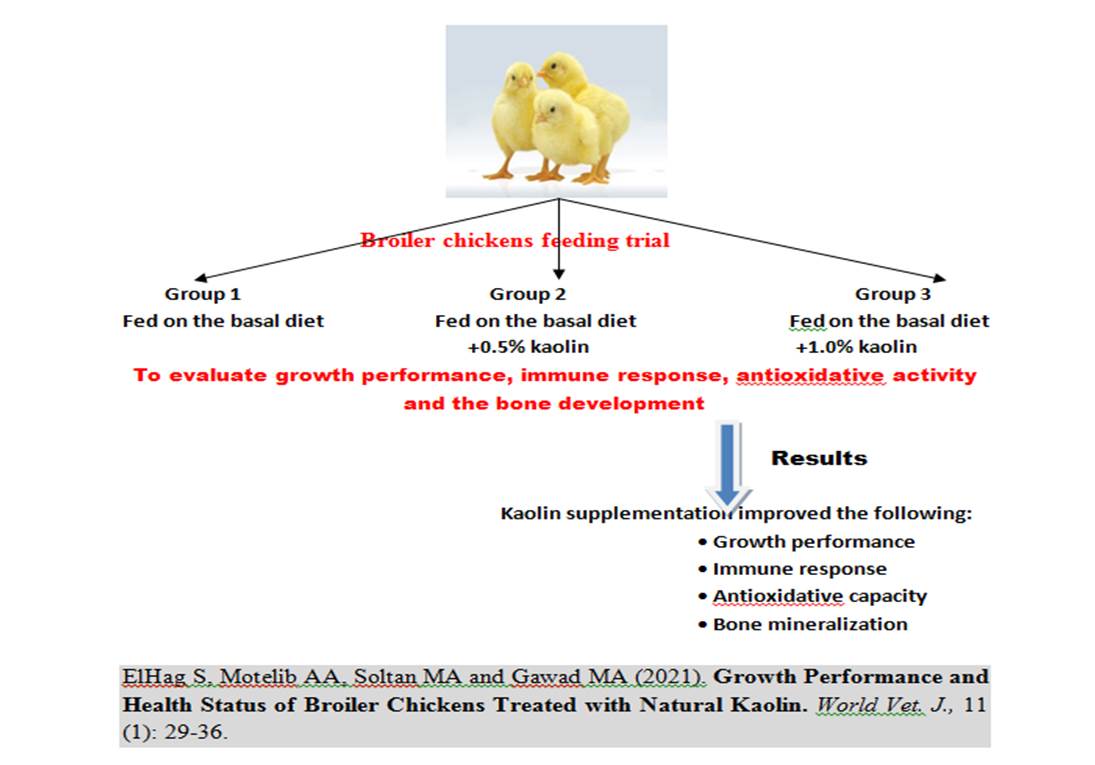 2-Broiler_Treated_with_Natural_Kaolin