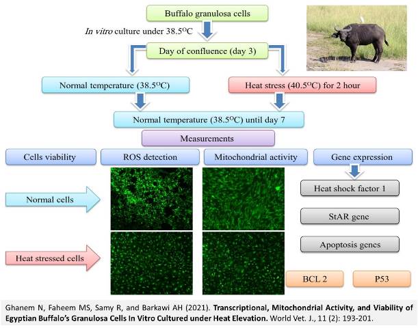 28-Buffalos_Granulosa_Cells_In_Vitro_Cultured_under_Heat_Elevation