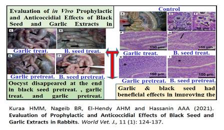 29-_Black_Seed_and_Garlic_Extracts_in_Rabbits