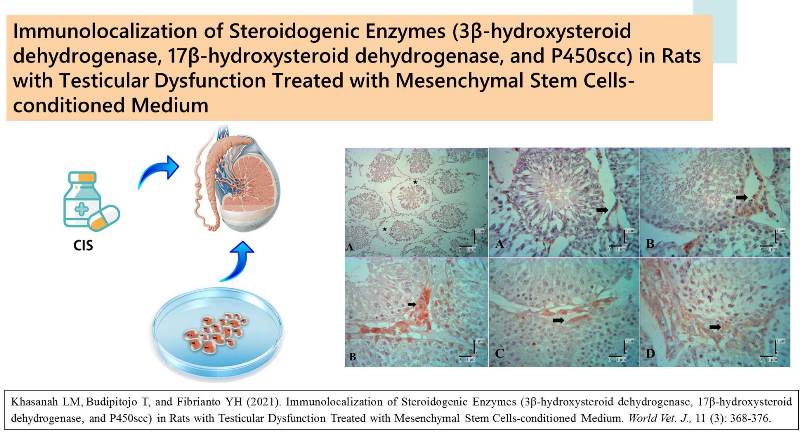 35__3-_17-hydroxysteroid_dehydrogenase_and_P450scc_in_Rats