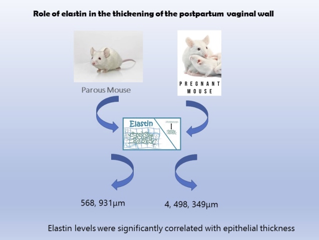 42-Elastin_Expression_in_Rat