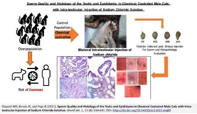 53-Testis_and_Epididymis_in_Castrated_Male_Cats