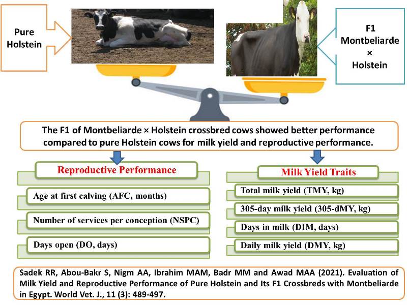 77-Pure_Holstein__F1_Crossbreds_with_Montbeliarde