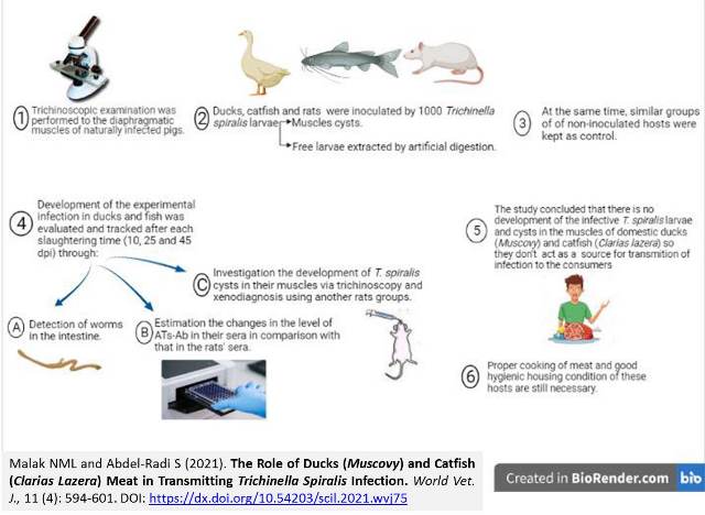 79-Ducks_and_Catfish_Meat