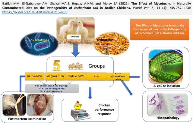 98-Mycotoxins_in_Diet_of_broiler