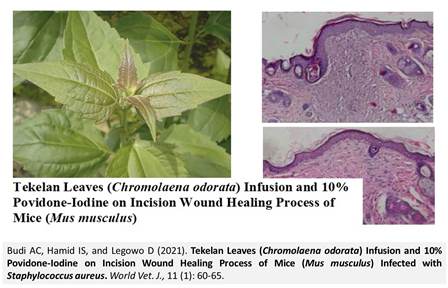 Tekelan_Leaves_on_wound_healing_of_Mice_with_Staphylococcus_aureus