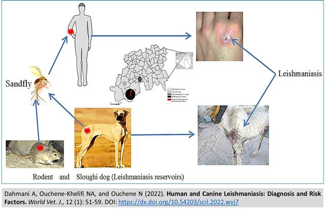 115-Leishmaniasis