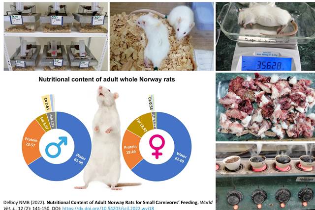 117-_Rats_for_Small_Carnivores_Feeding