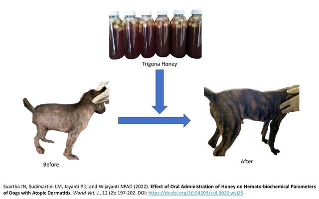 119-Honey_on_Dogs_with_Atopic_Dermatitis