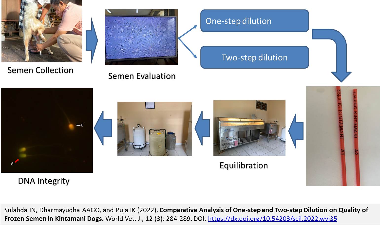 134-One-step_and_Two-step_Dilution_on_Quality_of_Frozen_Semen_in_Kintamani_Dogs