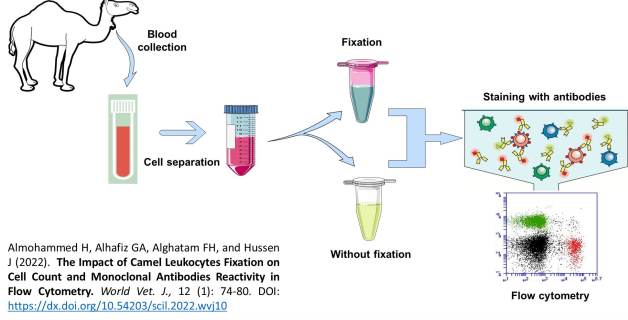 1357-Camel_Leukocytes_Fixation