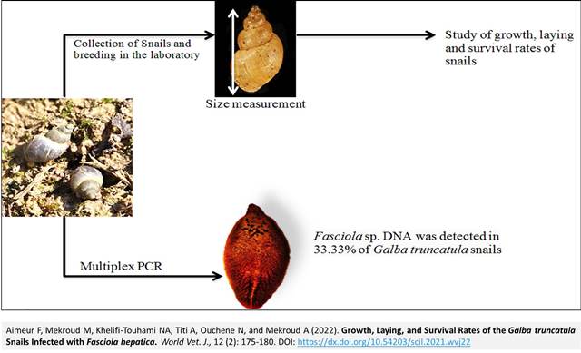 143-Growth_and_Survival_Rates_of_Galba_truncatula_Snails_Infected_with_Fasciola_hepatica