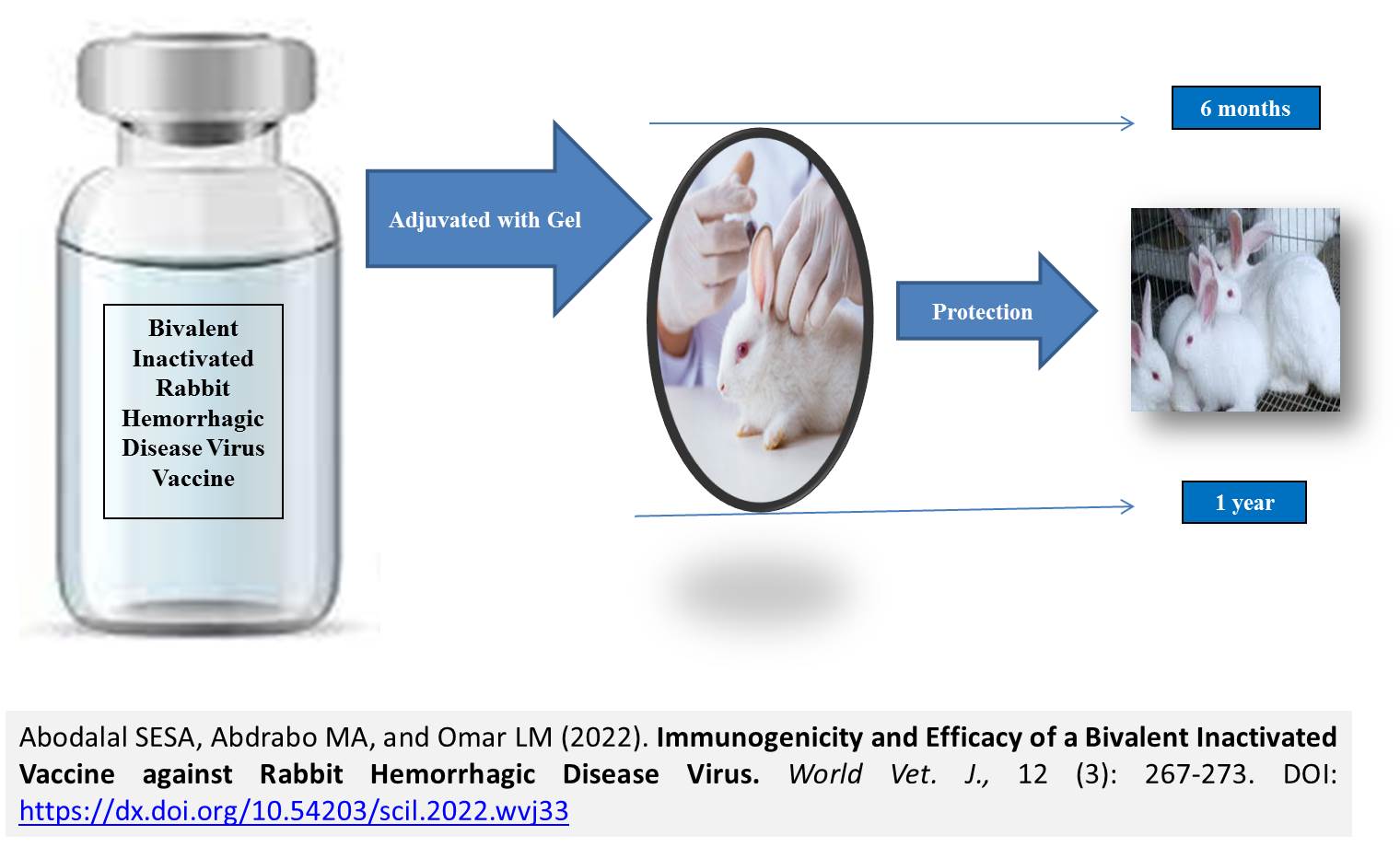 146-Efficacy_of_a_Bivalent_Inactivated_Vaccine_against_Rabbit_Hemorrhagic_Disease_Virus