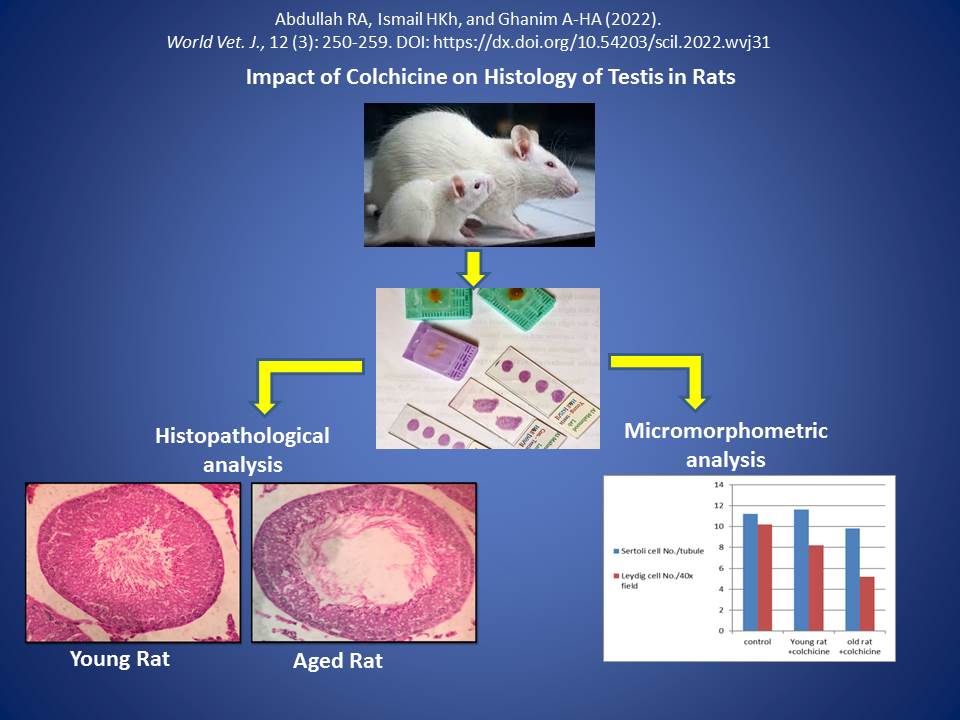 150_-Colchicine_on_Histology_of_Testis_in_Rats