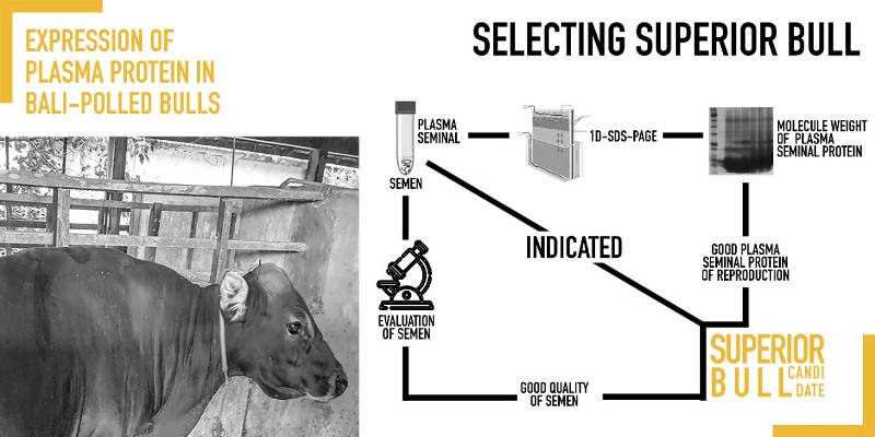 159-The_expression_of_plasma_protein_in_bali-polled_bulls