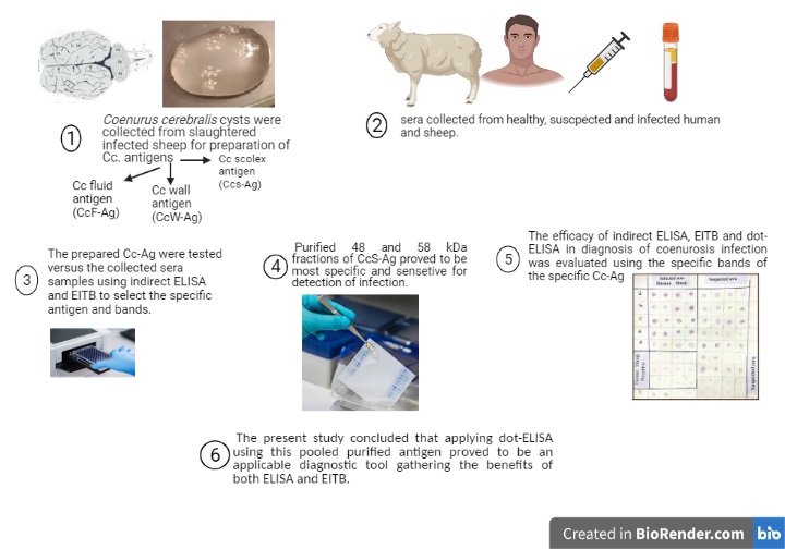 162_-_Sheep_Coenurus_cerebralis_Antigenic