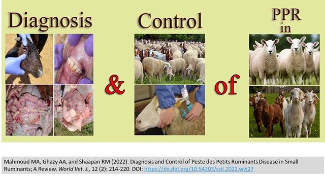 Peste_des_Petits_Ruminants_Diseas-1260
