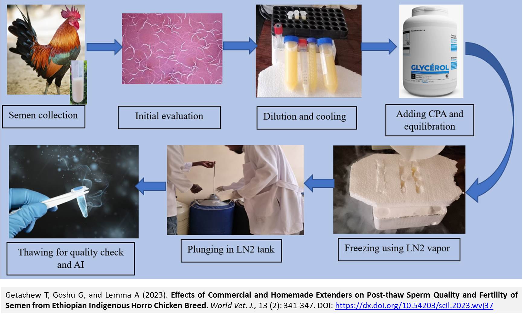 1600-19-Extenders_on_Post-thaw_Sperm_Quality_and_Fertility_of_Horro_Chicken