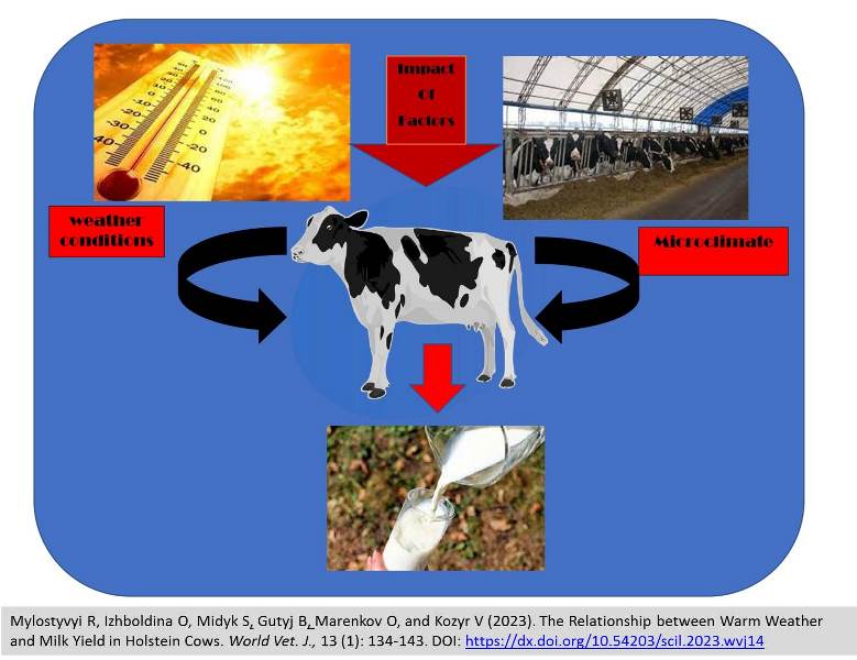 186-Holstein_Cows