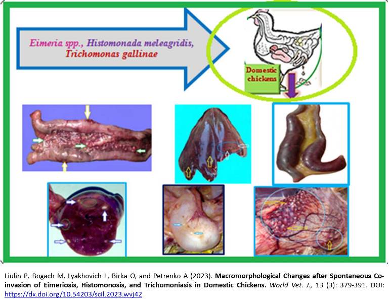 1900-40-Eimeriosis_Histomonosis__Trichomoniasis_in_Chickens