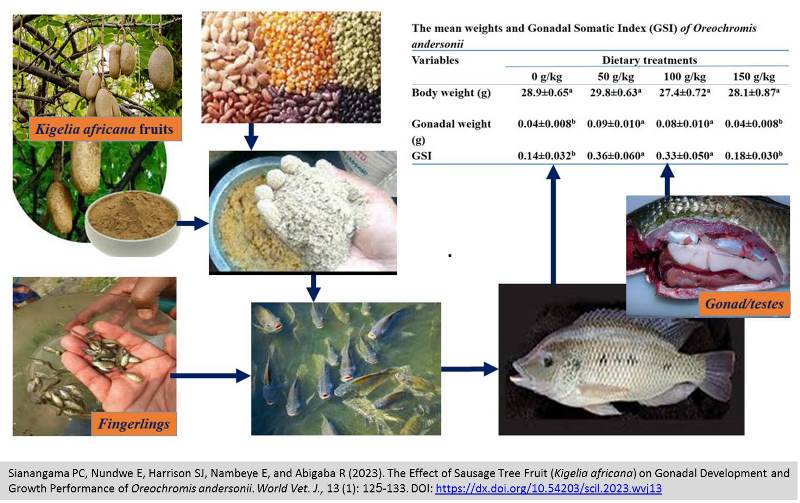 193-_Kigelia_africana_on_Oreochromis_andersonii
