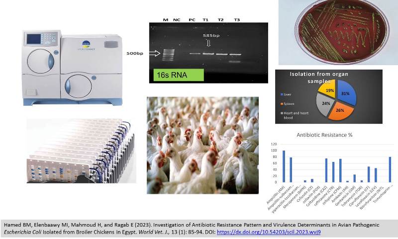 207-_Avian_Pathogenic_Escherichia_Coli