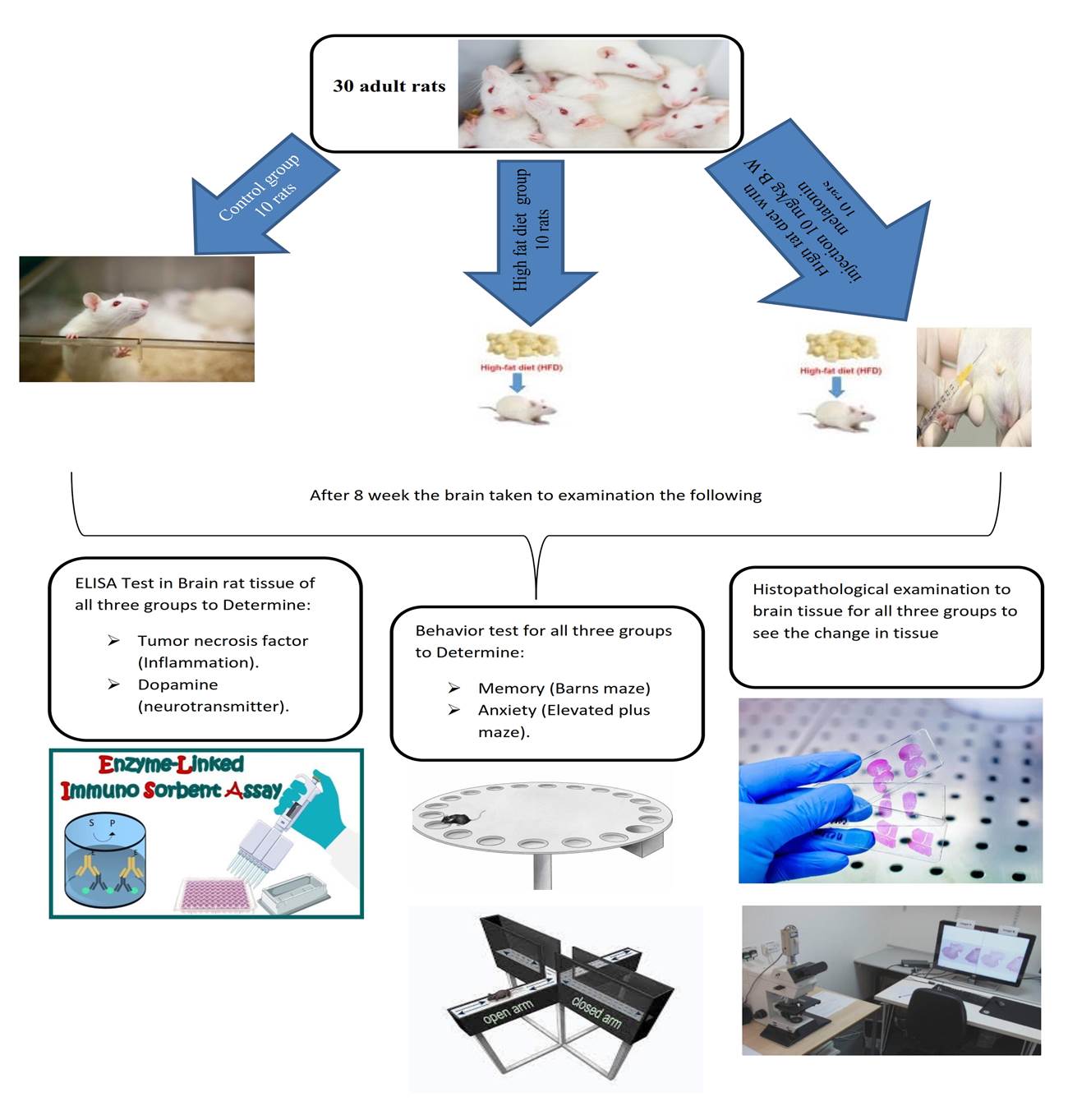 221-Melatonin_against_Brain_Disorders_Induced_by_the_Western_Diet_in_Male_Rats