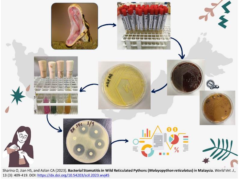 233-Bacterial_Stomatitis_in_Wild_Reticulated_Pythons