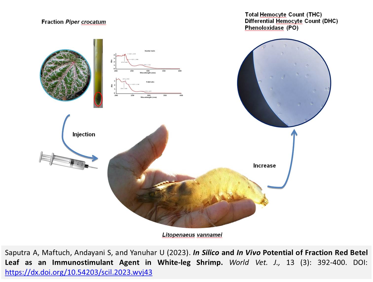 237-Fraction_Red_Betel_Leaf_as_an_Immunostimulant_Agent_in_White-leg_Shrimp