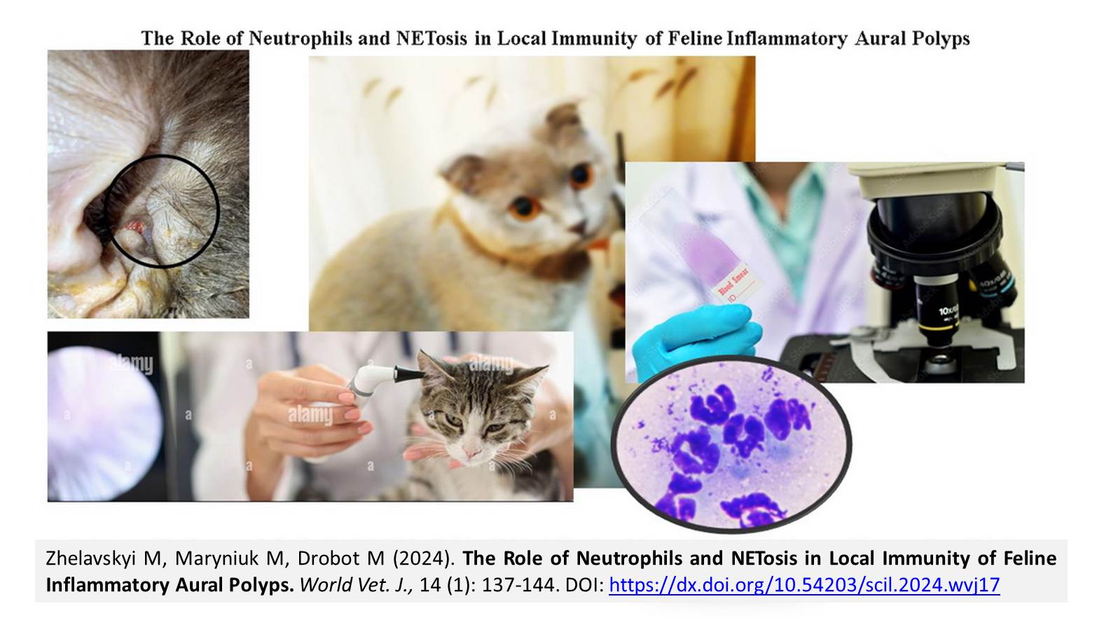 1900-50-Role_of_Neutrophils_and_NETosis_in_Local_Immunity_of_Feline_Inflammatory_Aural_Polyps