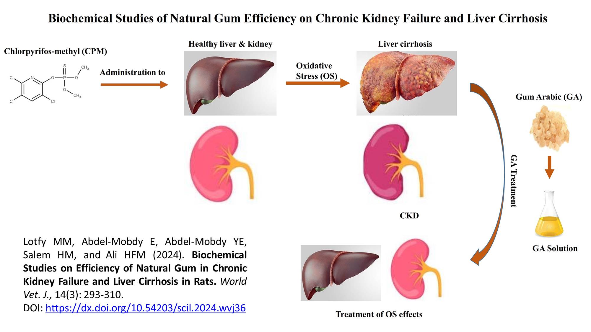 337-Natural_Gum_in_Chronic_Kidney_Failure_and_Liver_Cirrhosis_in_Rats