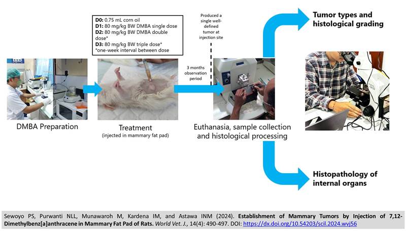 418-Mammary_Fat_Pad_of_Rats
