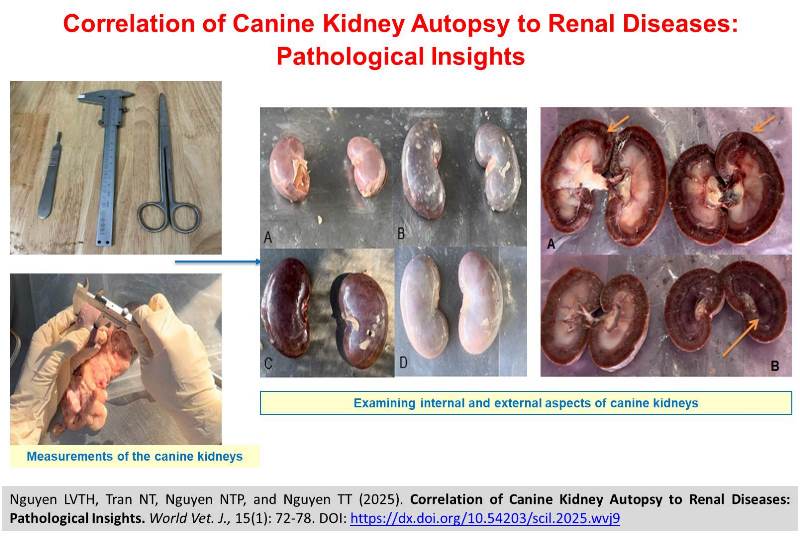 465-Canine_Kidney_Autopsy